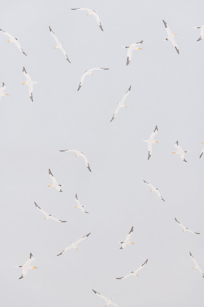 Gannets Wallpaper - WYNIL by NumerArt Wallpaper and Art