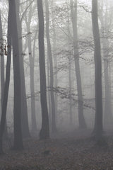 Fog Forest Mural - WYNIL by NumerArt Wallpaper and Art